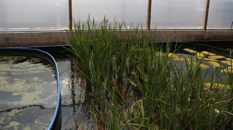 A capacidade da nitrificação biológica no biofiltro