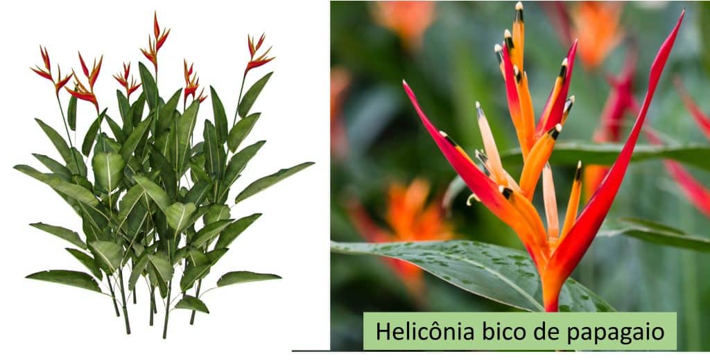 Plantas para RAS